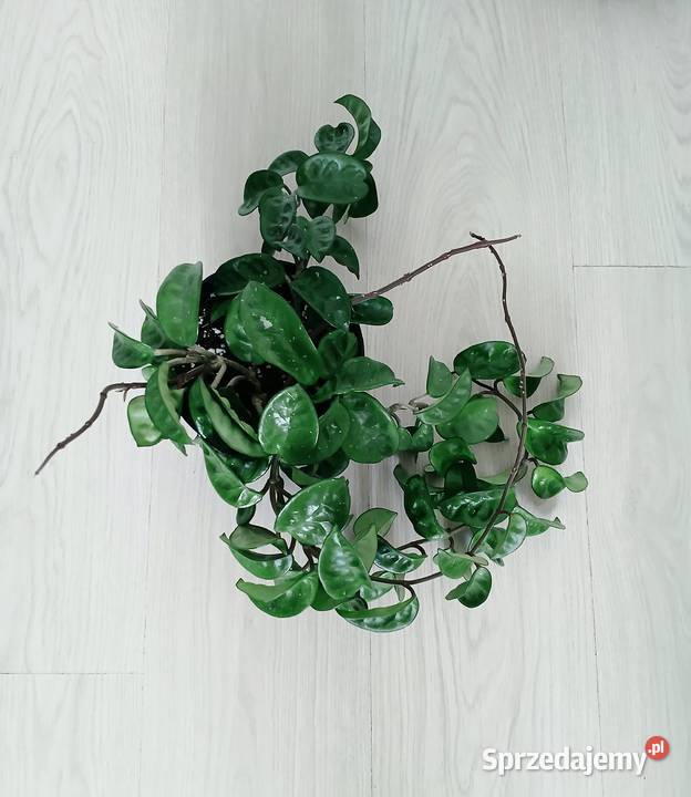 Hoya hoja Krinkle 8 duża sadzonka w doniczce o śląskie