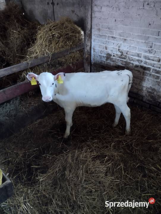 Sprzedam cielaki lubelskie Parczew