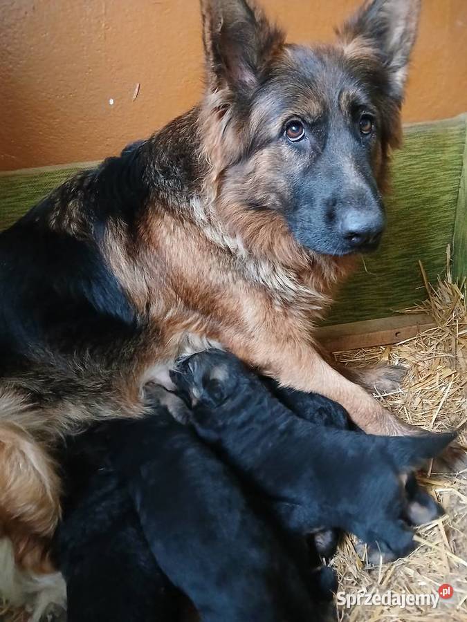 Sprzedam szczeniaki rasy owczarek niemiecki Owczarek Busko-Zdrój