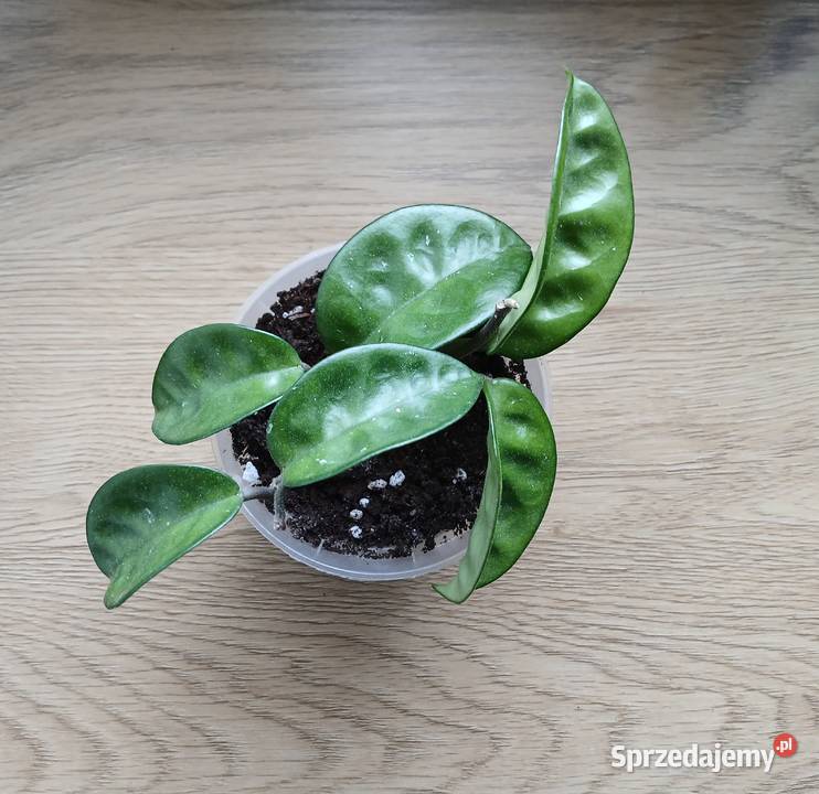 Hoya hoja Krinkle 8 Zielone Częstochowa sprzedam