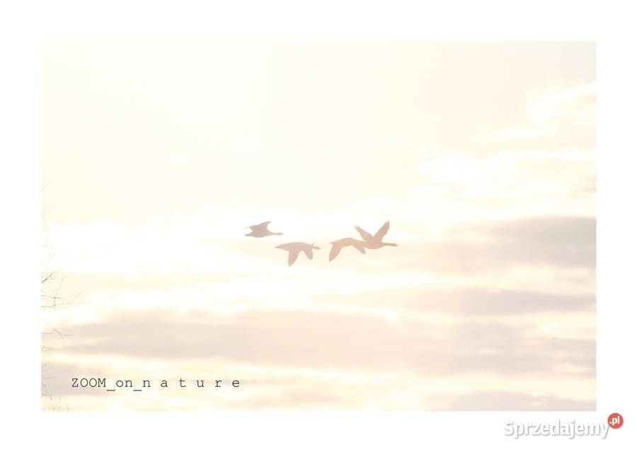 ZDJĘCIA przyrodnicze czIII Witnica