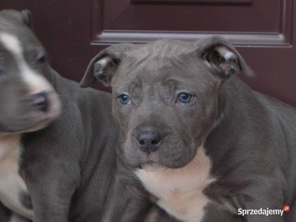 Mocne Amstaffy Błękitne Płock