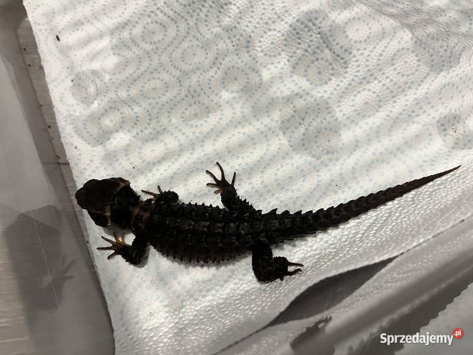 Para scynków krokodylowych Tribolonotus gracilis Rybnik sprzedam