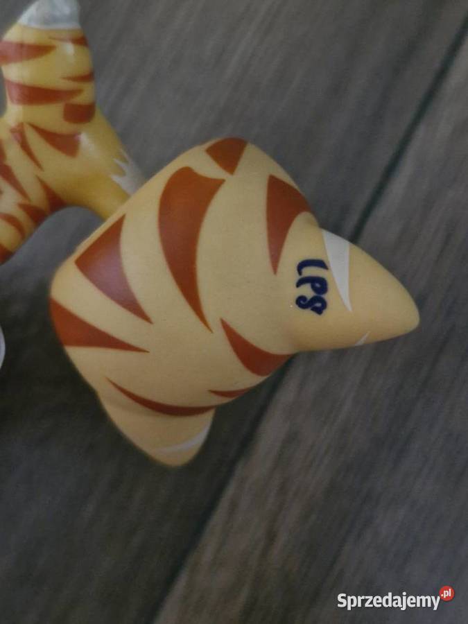 Kotek tygrysek pet shop 7 lat+ pomorskie Starogard Gdański sprzedam