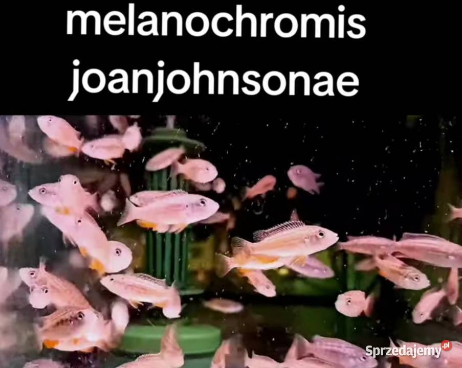 Aulonacararyby rośliny akwariowe Poznań