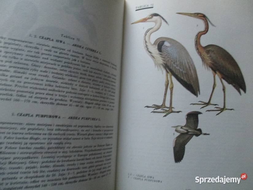 Nasze ptaki ETuryn ptaki przyroda faunaptactwo łódzkie Łódź sprzedam