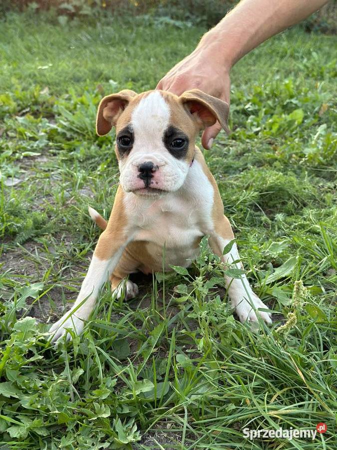 Suczka rasy bokser szczeniak Cieszkowo Nowe sprzedam