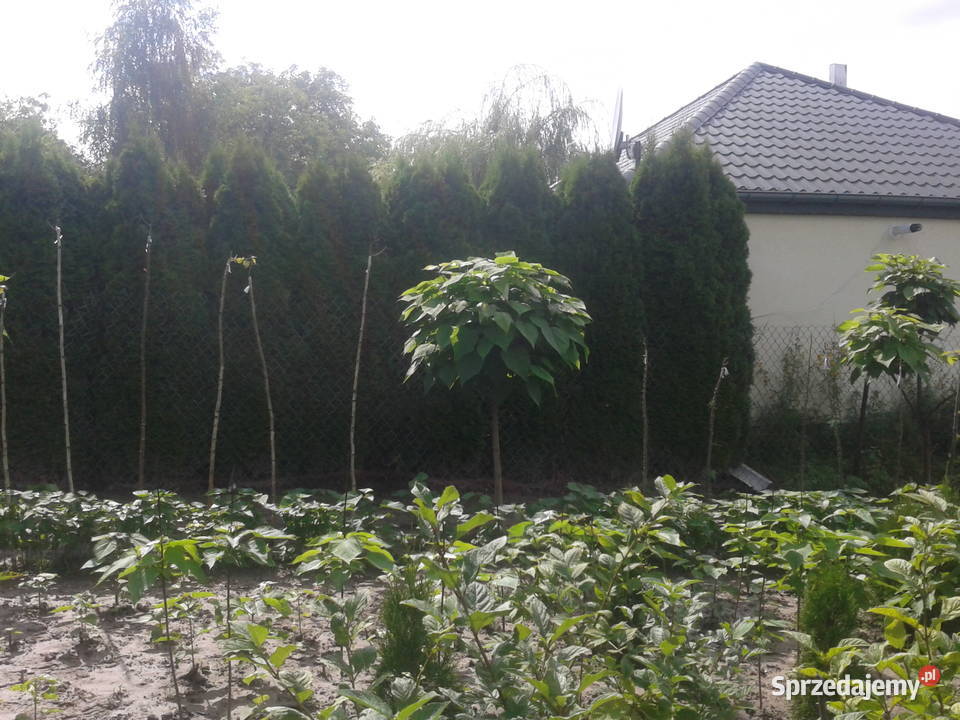 surmia katalpa NANA szczepiona catalpa lubelskie Puławy