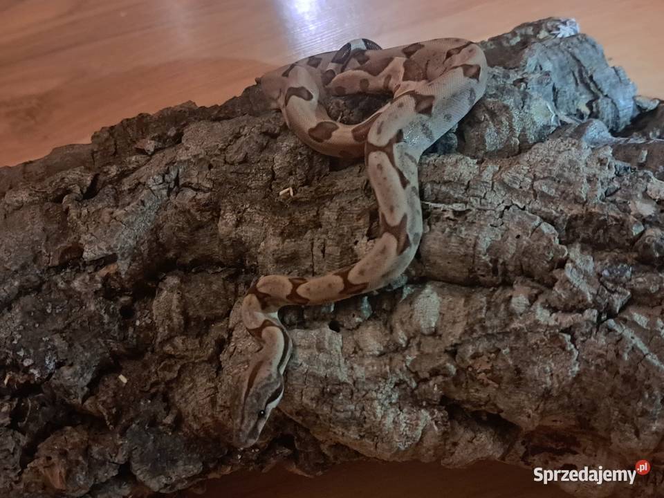 Młode boa constrictory Pewel Wielka sprzedam