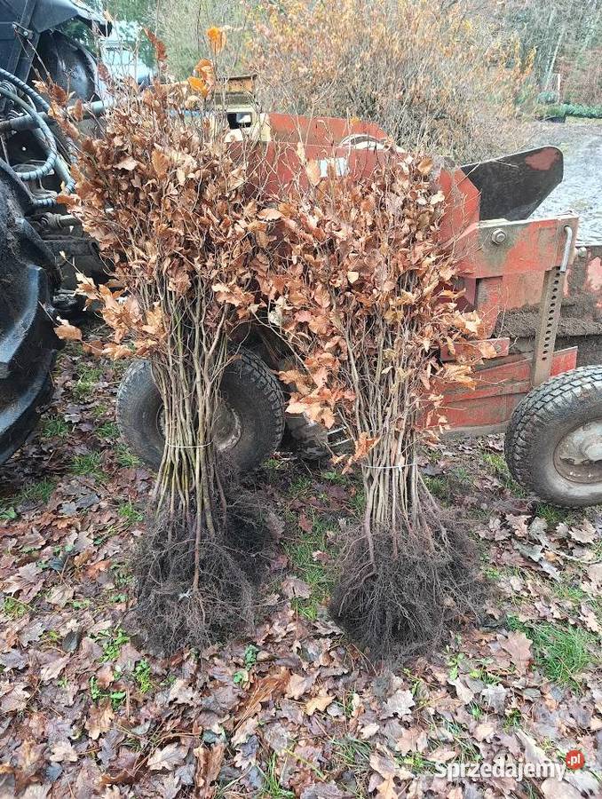 Buk pospolity na żywopłot 60 80 gruby Szczecinek