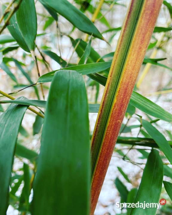 Bambus Phyllostachys Aureosulcata f Spectabilis Szczyglice