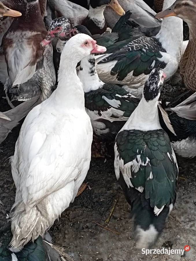 ŻYWE Kaczory Kaczki sporo sztuk MIX Do UbojuChów Golasowice