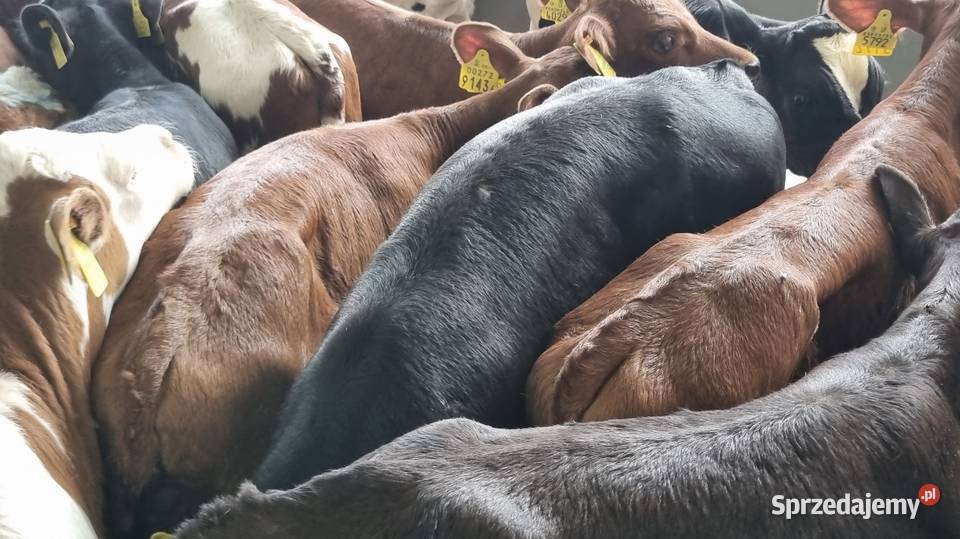 Cielaki byczki mięsne I mieszańce