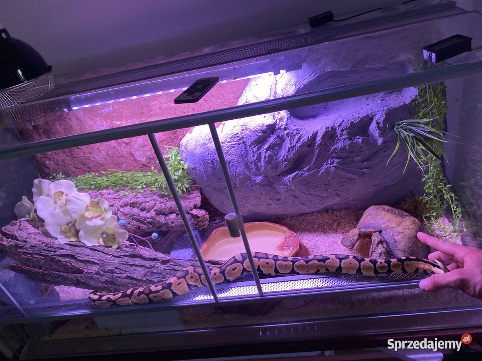 Pyton ivory Kraków sprzedam