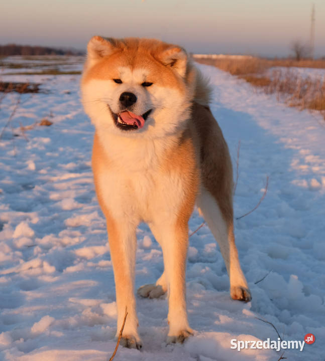 Akita inu akita japońska suczka FCI gotowa do Częstochowa