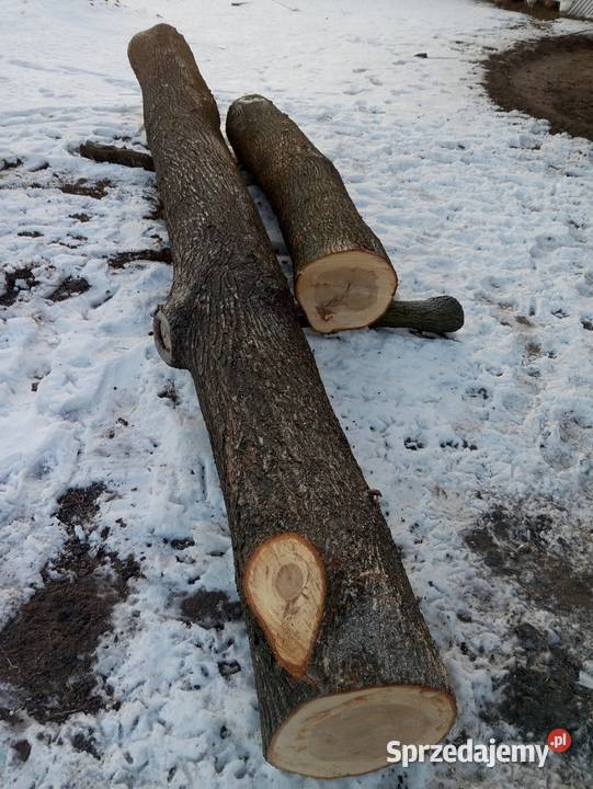 Drewno z wiąza Drewno konstrukcyjne Marchocice sprzedam