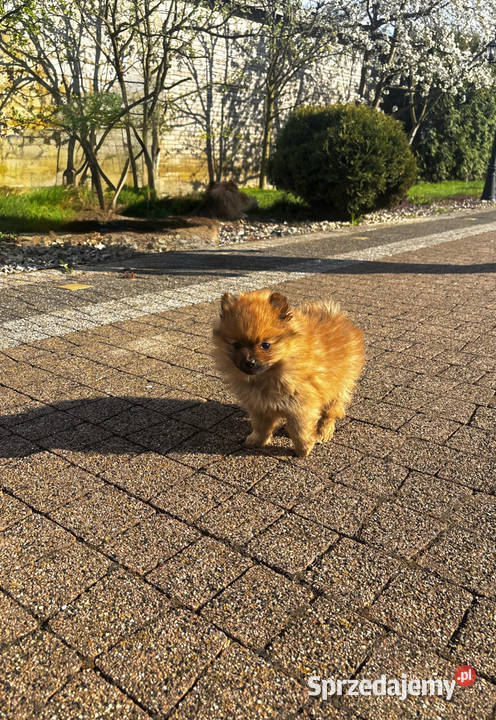 szpic miniaturowy pomeranian Szpic miniaturowy Pawłów