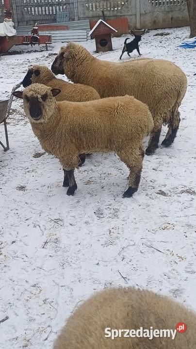 Sprzedam owce Sanok