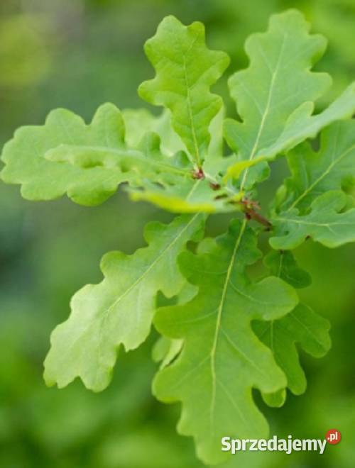 sadzonki dąb szypułkowy bezszypułkowy wys 2550 Lębork