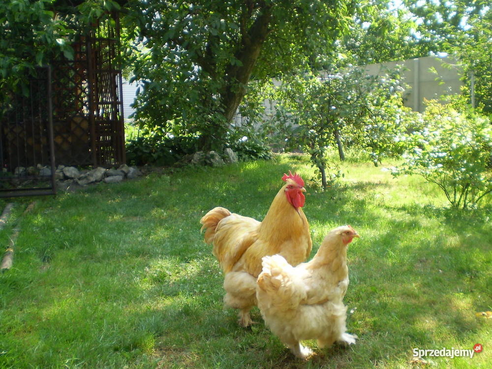 Kochin Olbrzymi Złoty Częstochowa