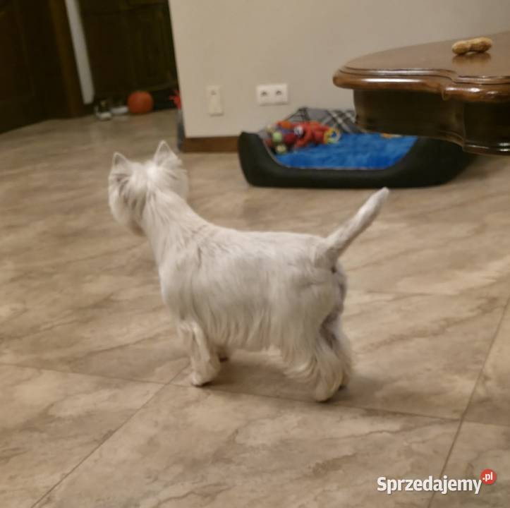Suczka Wystawowa Championach West Highland white Psy Chrośla