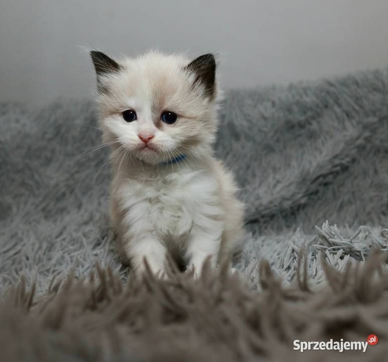 Ragdoll dwaj bracia bicolor Piorunówek