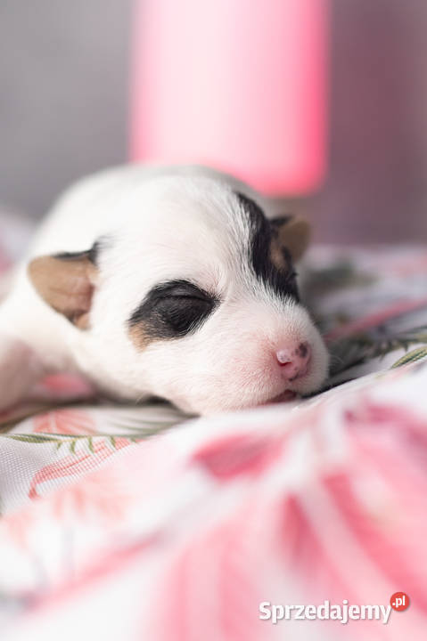 Szczenięta Parson Russell Terrier Warszawa
