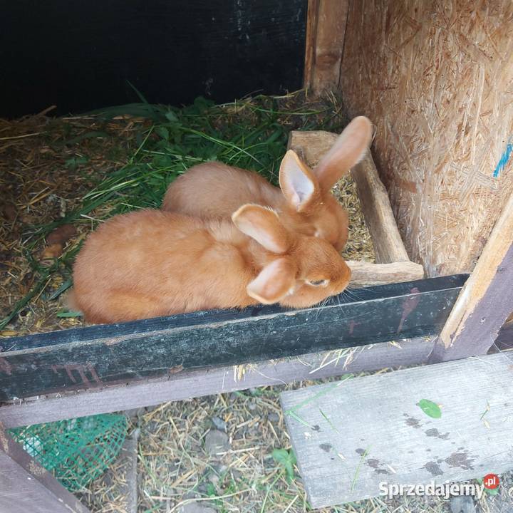 Króliki nowozelandzkie Zwierzęta mazowieckie Mińsk Mazowiecki