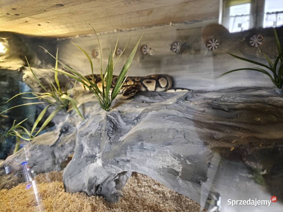 Wąż Pyton królewski terrarium Ustrzyki Dolne