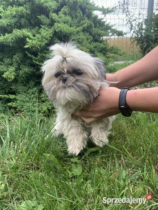 Suczka shih tzu Łążyn