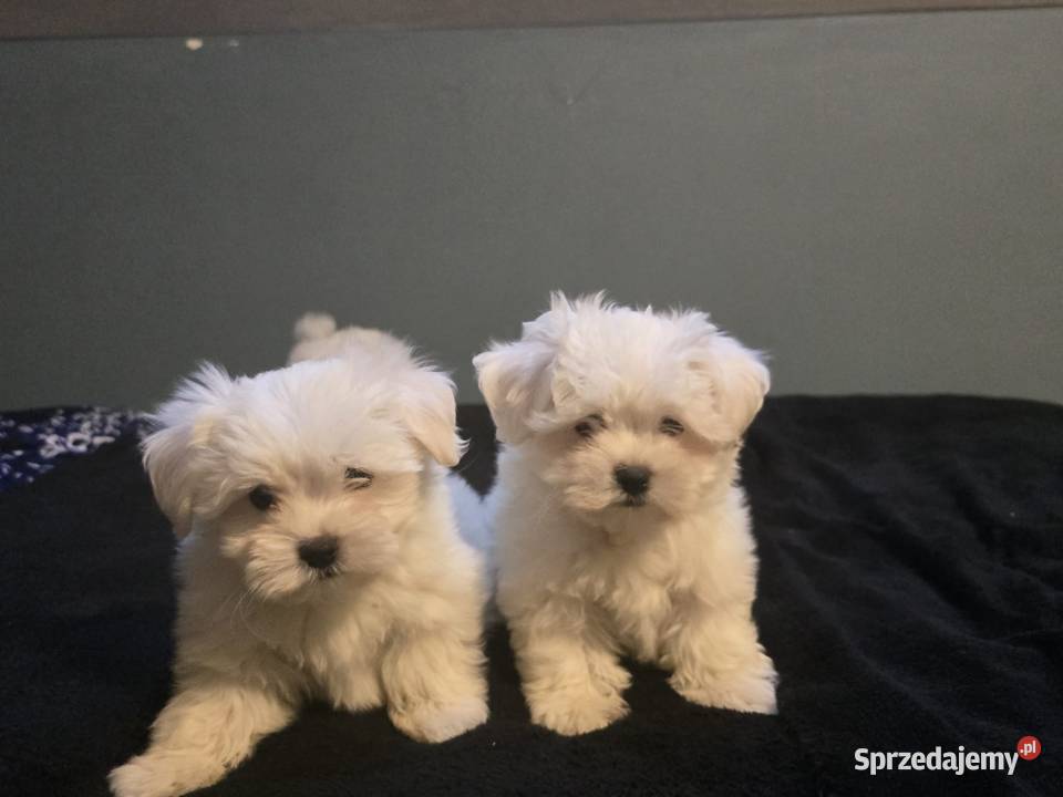 Maltańczyk maltanczyki Maltańczyk świętokrzyskie Łukowa sprzedam