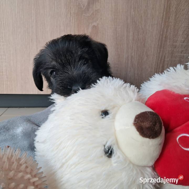 samiec Sznaucer średni pieprz i sól Sznaucer Swarzędz