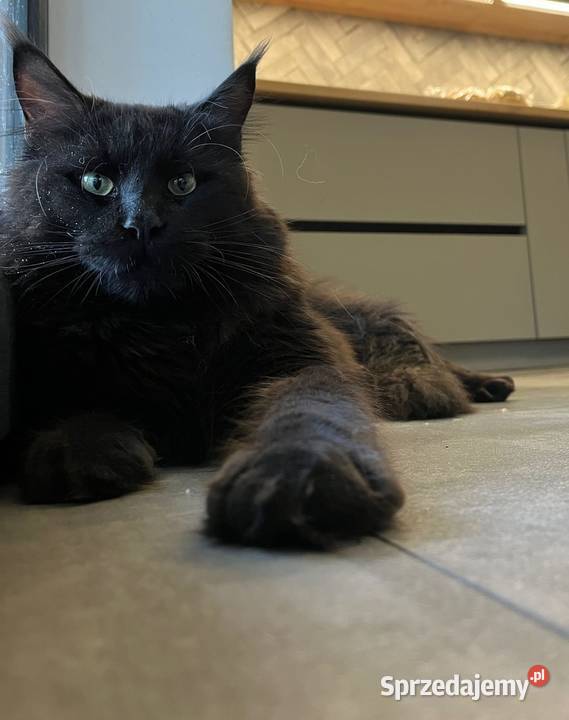 Kotka Maine Coon Szembruk