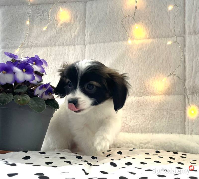 spaniel kontynentalny miniaturowy phalene nie Rudzica sprzedam