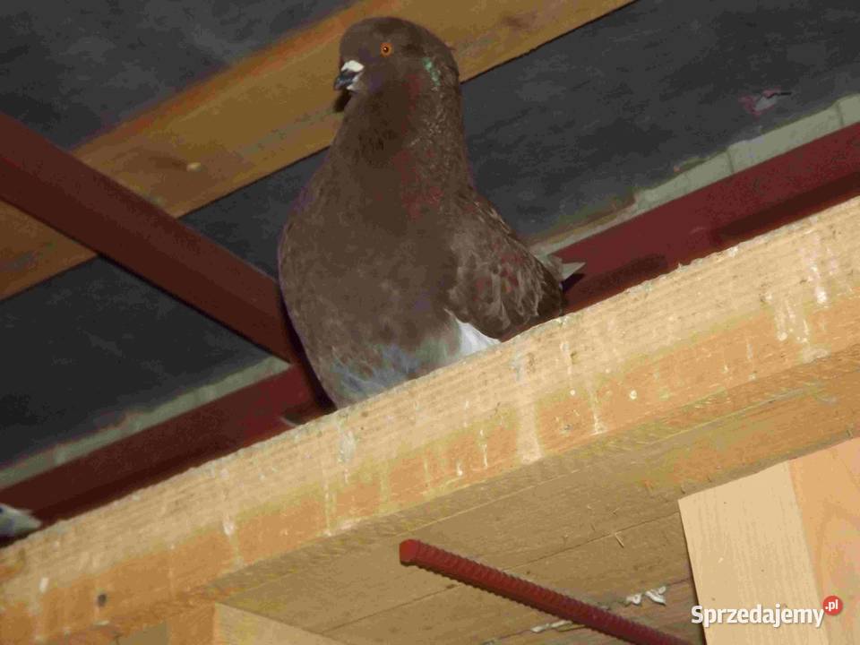sprzedam gołębie Podborze sprzedam
