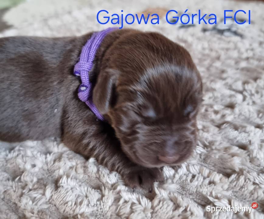 Szczęnieta Labrador Retriever FCI ZkwP oWrocław Gaj Oławski