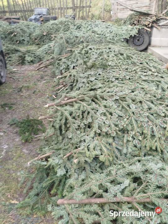 gałęzie jodły małopolskie Mszana Dolna sprzedam