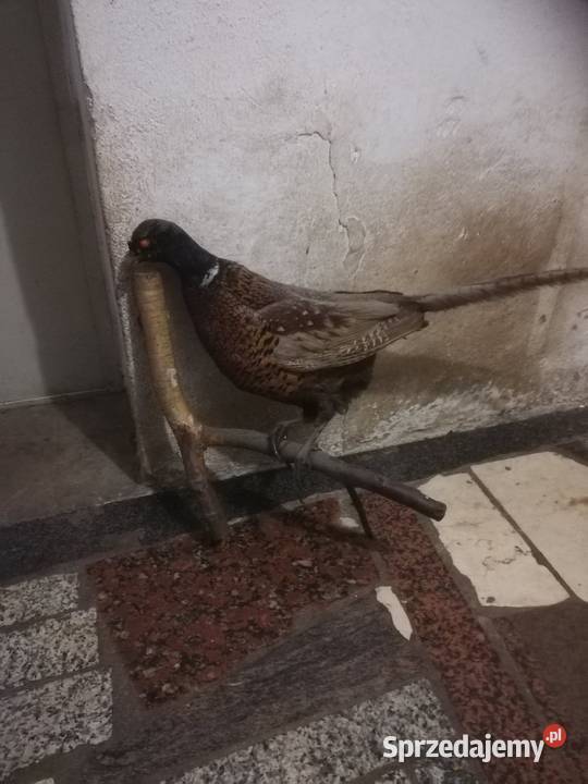 Bażant spreparowany wypchany Marcinowice
