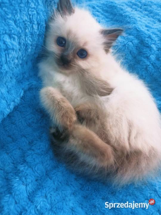 Kotka Ragdoll rodowód WCF Rzeszów sprzedam