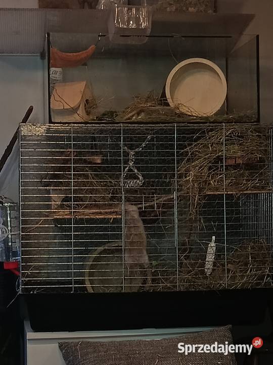 Suseł preriowy Richardsona Poznań