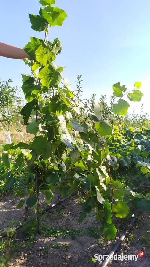 Piękne Sadzonki Winorośli Odmiana Swedson Red mazowieckie Chynów