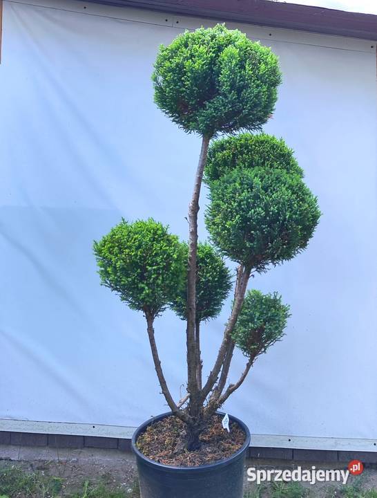 Bonsai Niwaki cyprysik lawsona Elwoodii Medynia Łańcucka