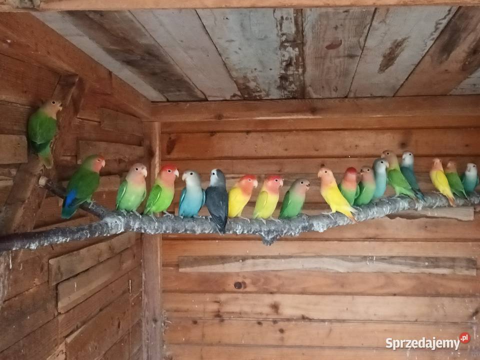 Nierozłączki Gorzyczki