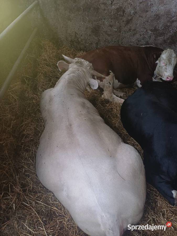 Sprzedam byki 9 sztuk łódzkie Wieluń