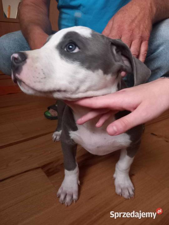 Amstaff American Staffordshire Terrier blue Załawcze sprzedam