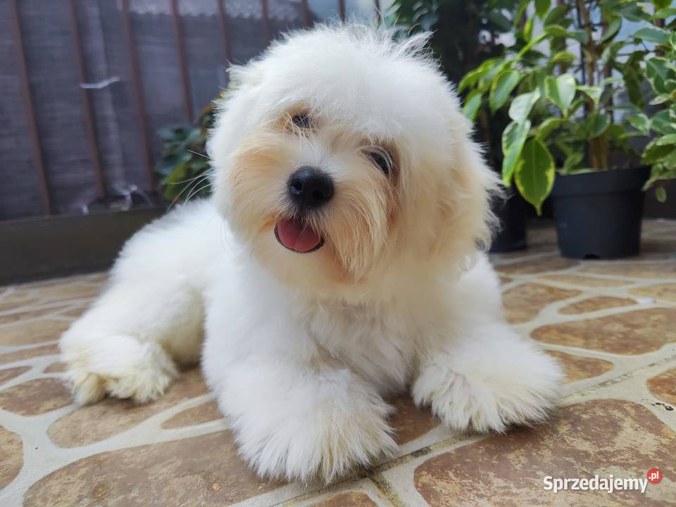 Żywy pluszak Coton de Tulear Oleśnica