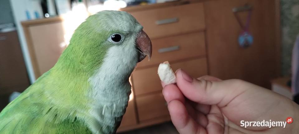 Mniszką nizinna Ptaki Kaczyce sprzedam