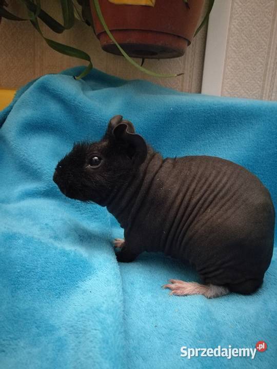 Świnka morska skinny pig