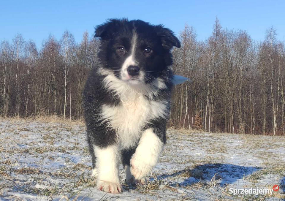 Piękna Suczka BORDER COLLIE z papierami dobrych Iwonicz