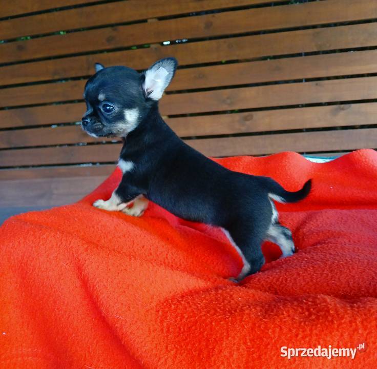 Piękne suczki chihuahua Psy Płock